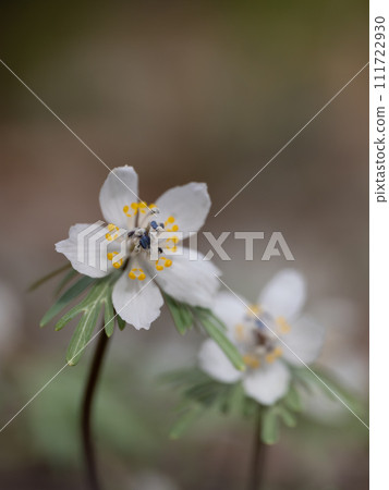 可愛的小野花，節分莊 111722930