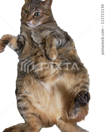 Fluffy cat with belly Fluffy cat with belly 111723130