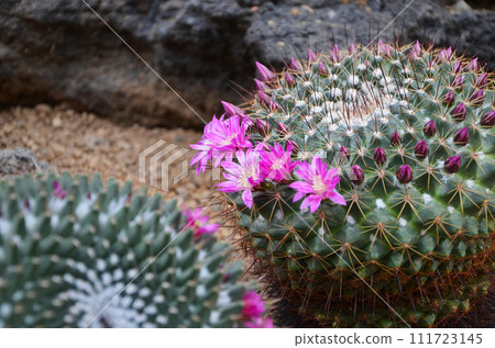 仙人掌花 仙人掌花 111723145