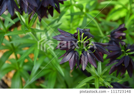Black lily 111723148