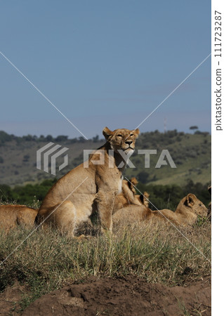 Female lion sitting on a meadow Female lion sitting on a meadow 111723287