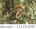 A lion hiding in the Masai Mara grasslands 111723295