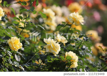 Yellow rose Yellow rose 111723449