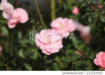 Pink rose flower Pink rose flower 111723450