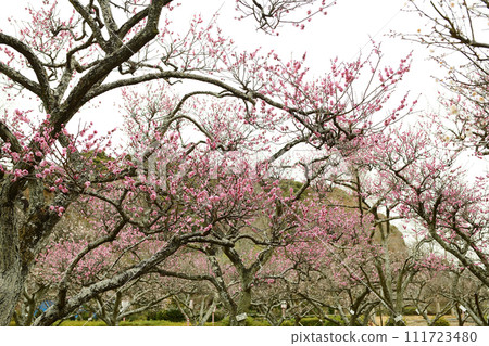 Plum forest Plum forest 111723480