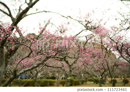 Plum forest 111723481