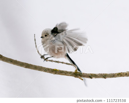 Long Tiled Tit - Aegithalos caudatus perched on twig in Winter. Long Tiled Tit with spread wings on branch. Beautiful Aegithalos caudatus flutters 111723538