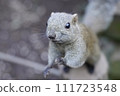 Taiwan squirrel 111723548