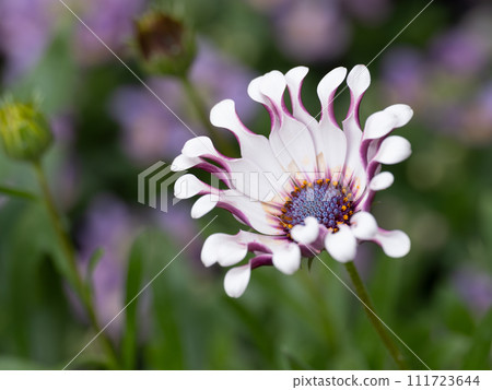 beautiful osteospermum 111723644
