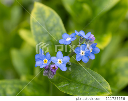 lovely forget-me-not flowers lovely forget-me-not flowers 111723656