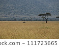Black rhinoceros walking through the Masai Mara grasslands 111723665