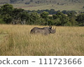 Black rhino walking through the Masai Mara grasslands 111723666