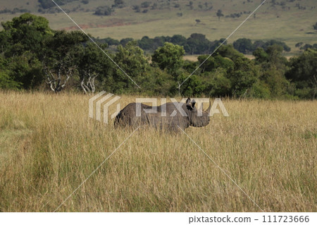 Black rhino walking through the Masai Mara grasslands 111723666