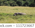 Hippo hiding in the Masai Mara grasslands 111723667