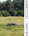 Hippo hiding in the Masai Mara grasslands 111723669