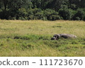 Hippo hiding in the Masai Mara grasslands 111723670
