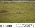 A heron walking through the Masai Mara grasslands 111723671
