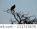 vulture perched on a tree 111723676