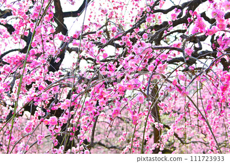 Gorgeous red weeping plum 111723933