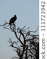 vulture perched on a tree 111723942