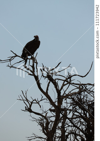 vulture perched on a tree vulture perched on a tree 111723942