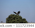 Tricolored sea eagle spreading its wings 111723944