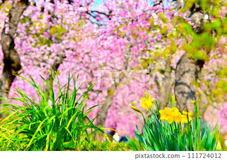 Narcissus and prickly plum Narcissus and prickly plum 111724012