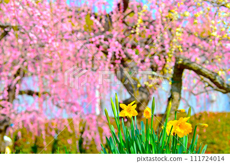 Narcissus and prickly plum 111724014