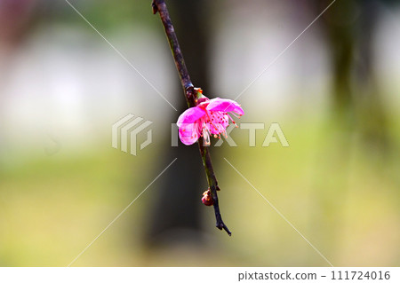 Plum blossoms herald the arrival of spring Plum blossoms herald the arrival of spring 111724016