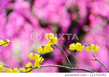紅梅和肉白花 紅梅和肉白花 111724302