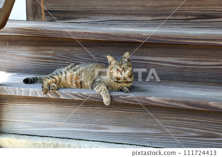 我在京都的一座寺廟裡遇見的貓 111724413