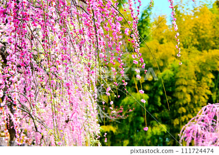 Gorgeous red weeping plum Gorgeous red weeping plum 111724474