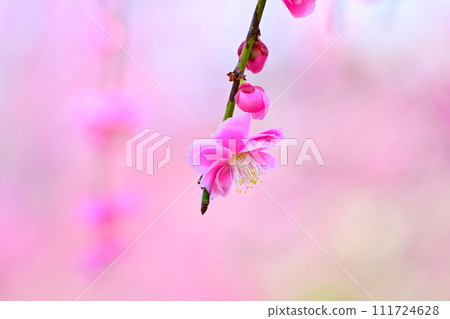 Plum blossoms herald the arrival of spring 111724628