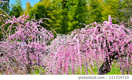 垂枝梅盛開,呈現出美麗的粉紅色 垂枝梅盛開,呈現出美麗的粉紅色 111724720