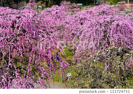 Dela Farm's weeping plums are in full bloom 111724731