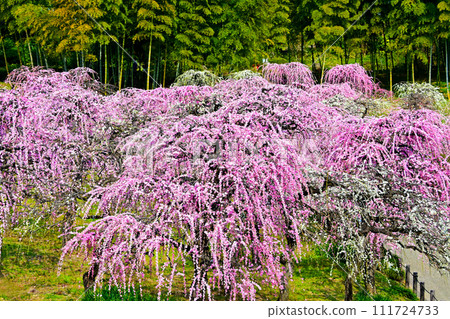 Dela Farm's weeping plums are in full bloom 111724733