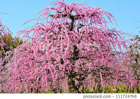 Weeping plums in full bloom with a beautiful pink color Weeping plums in full bloom with a beautiful pink color 111724768