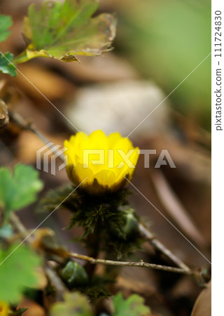 阿多尼斯 111724830