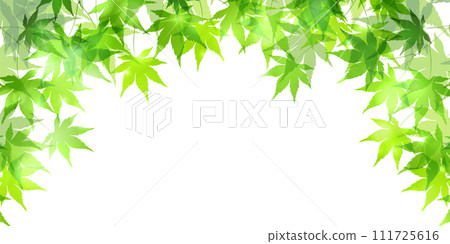 Fresh green maple leaf background 111725616