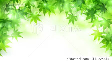 Fresh green maple leaf background Fresh green maple leaf background 111725617