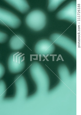 Shadows from monstera leaves 111726188