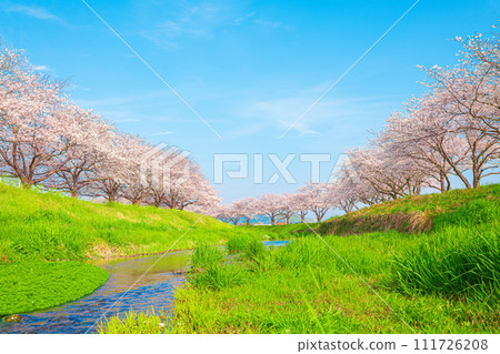 Cherry blossom trees along Kusaba River, Chikuzen Town, Fukuoka Prefecture 111726208