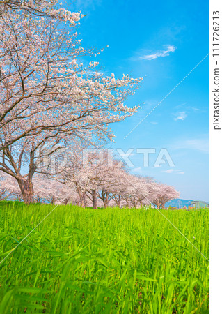 Cherry blossom trees along Kusaba River, Chikuzen Town, Fukuoka Prefecture 111726213