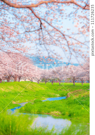 福岡縣築前町草場川沿岸的櫻花樹 111726235