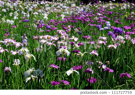 Irises in full bloom [Shimomizo, Sagamihara City, June] 111727759