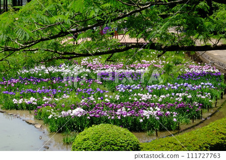 睡蓮與鳶尾花 [相模原市下溝市 6 月] 111727763