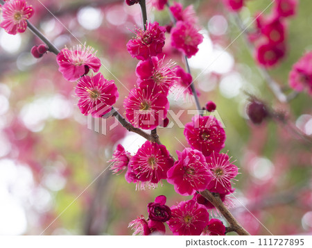 Vibrant red plum blossoms 111727895