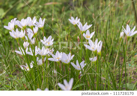 Zephyrlily (Autumn zephyrlily) 111728170