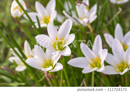 Zephyrlily (Autumn zephyrlily) Zephyrlily (Autumn zephyrlily) 111728173