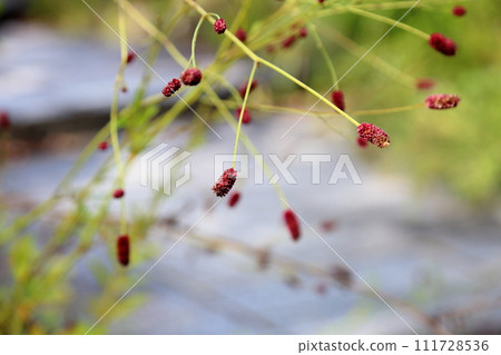 咬一口的花 111728536